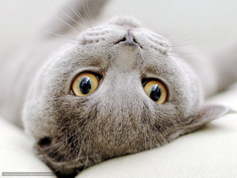 Gray Cat Lying Down — Calm, Photograph, Eyes, Whiskers