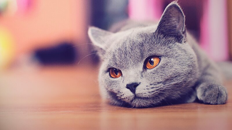 Gray Cat Lying Down — Calm, Photograph, Floor, Brown, Orange