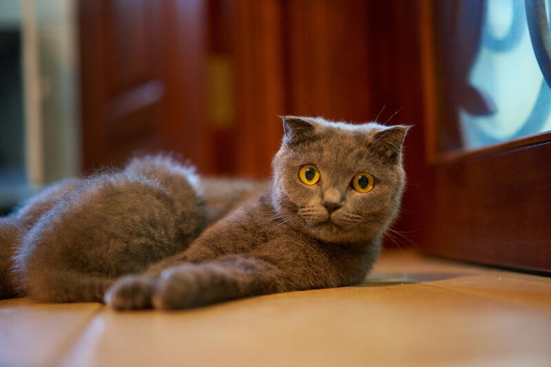 Gray Cat Lying Down — Calm, Photograph, Floor, Door