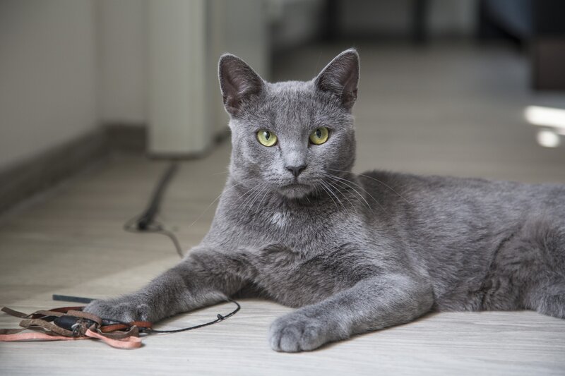 Gray Cat Lying Down — Calm, Photograph, Floor, Toy