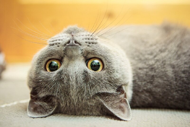 Gray Cat Lying Down — Calm, Photograph, Floor, Whiskers