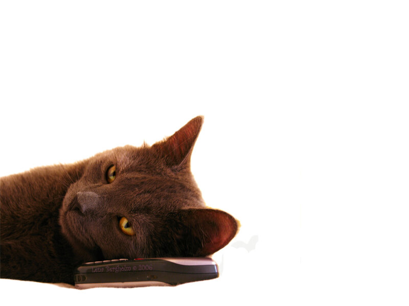 Gray Cat Lying Down — Calm, Photograph, Phone