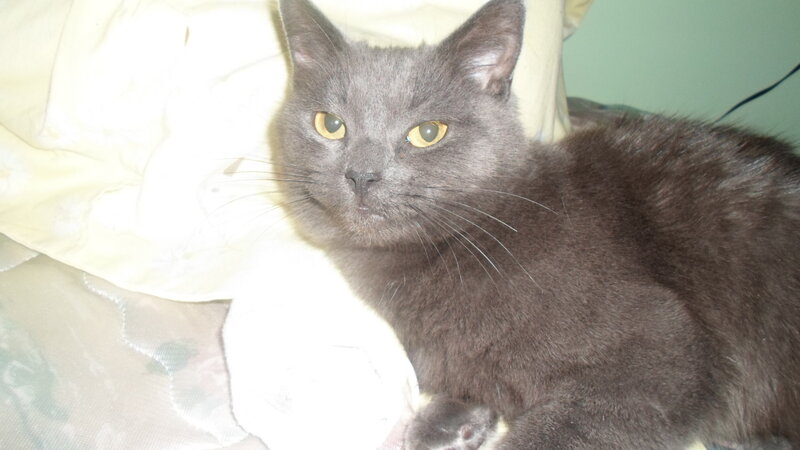 Gray Cat Lying Down — Calm, Photograph, Pillow, Bed