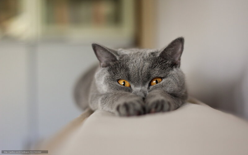 Gray Cat Lying Down — Calm, Photograph, Pillow, Eyes