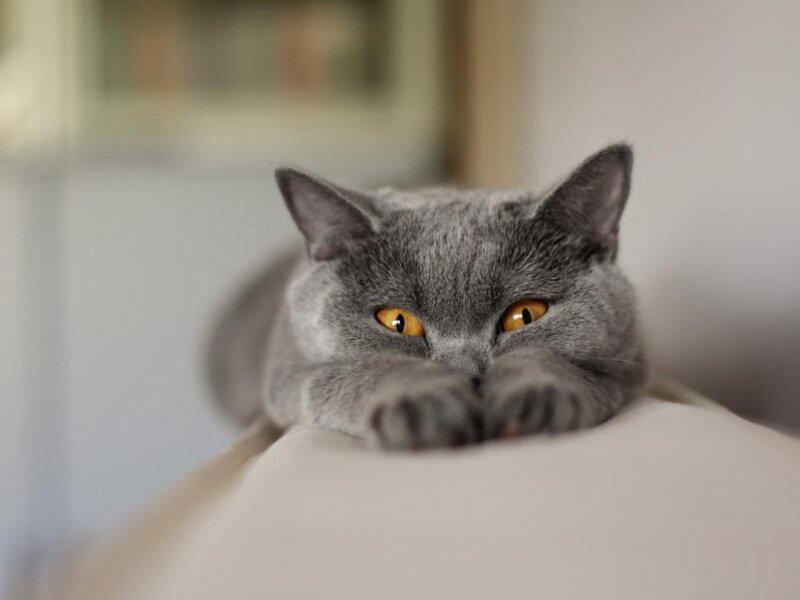 Gray Cat Lying Down — Calm, Photograph, Pillow