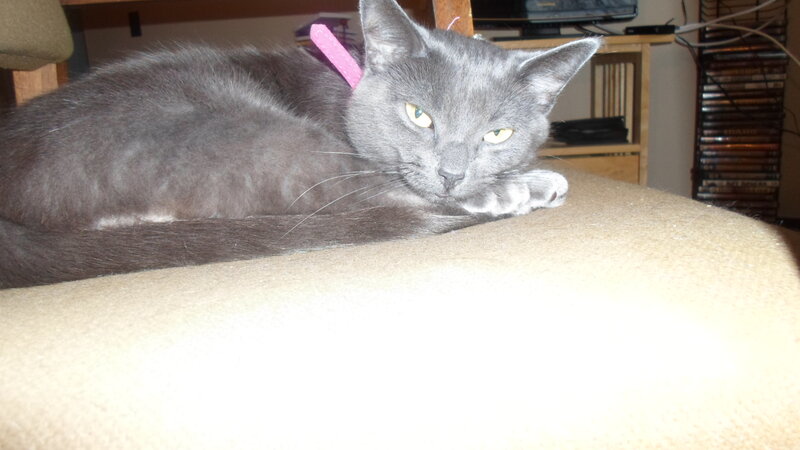 Gray Cat Lying Down — Calm, Photograph, Pink Collar