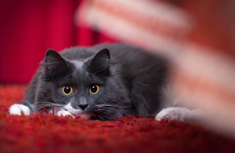 Gray Cat Lying Down — Calm, Photograph, Red Carpet