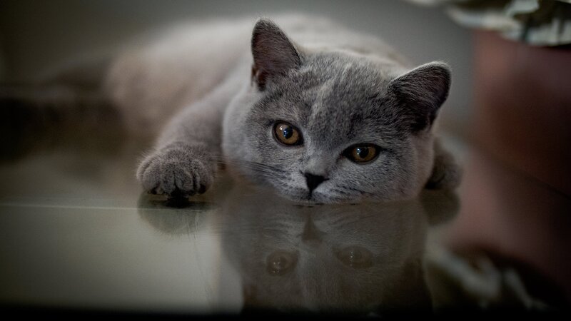 Gray Cat Lying Down — Calm, Photograph, Reflection
