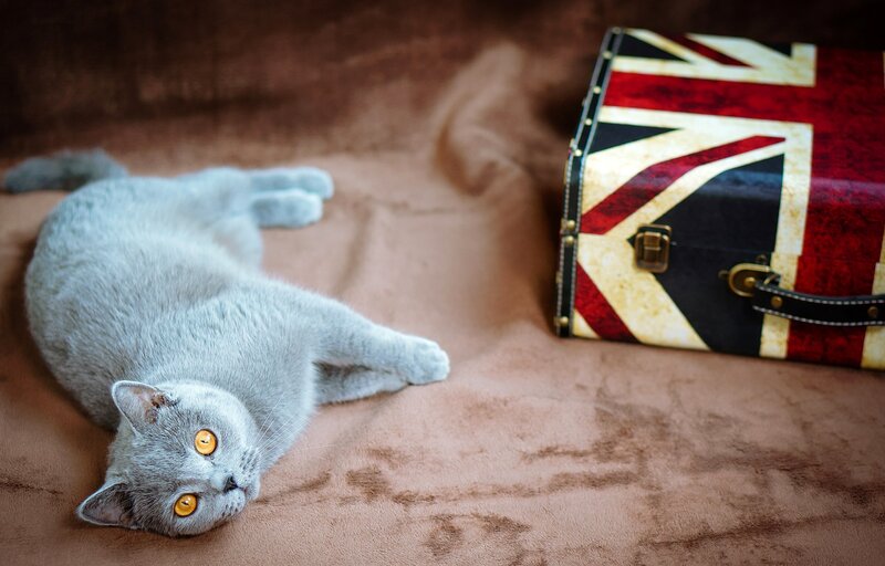 Gray Cat Lying Down — Calm, Photograph, Suitcase, Blanket