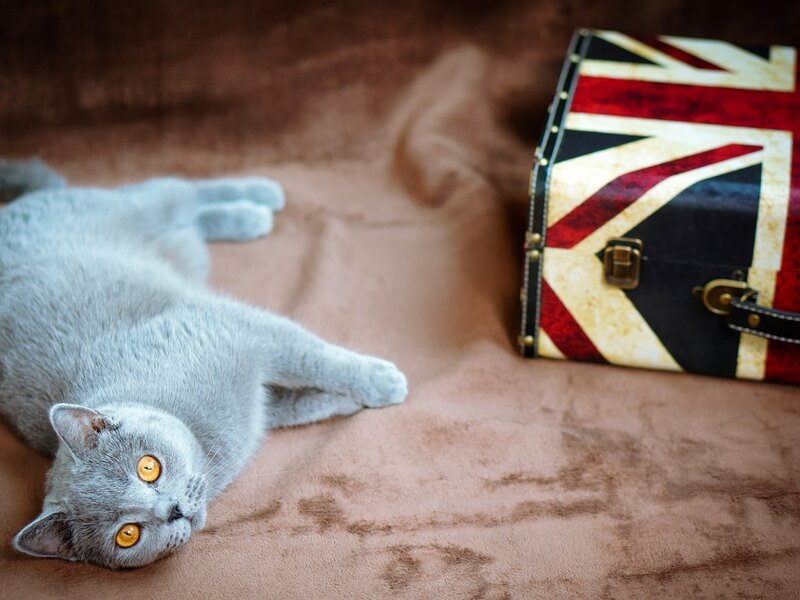 Gray Cat Lying Down — Calm, Photograph, Suitcase