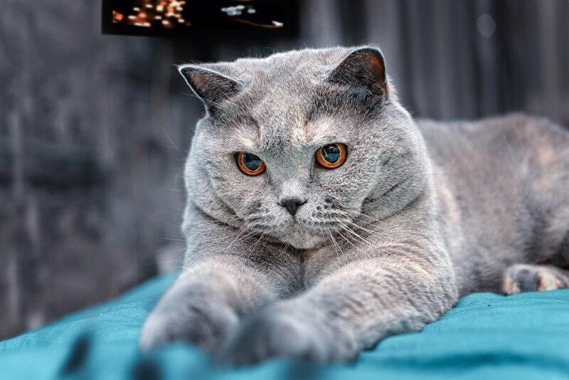 Gray Cat Lying Down — Calm, Photograph, Television