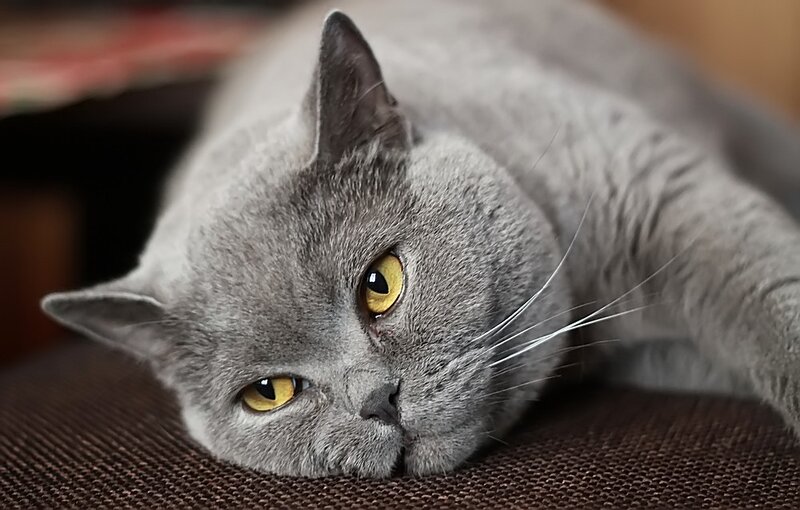 Gray Cat Lying Down — Calm, Photograph