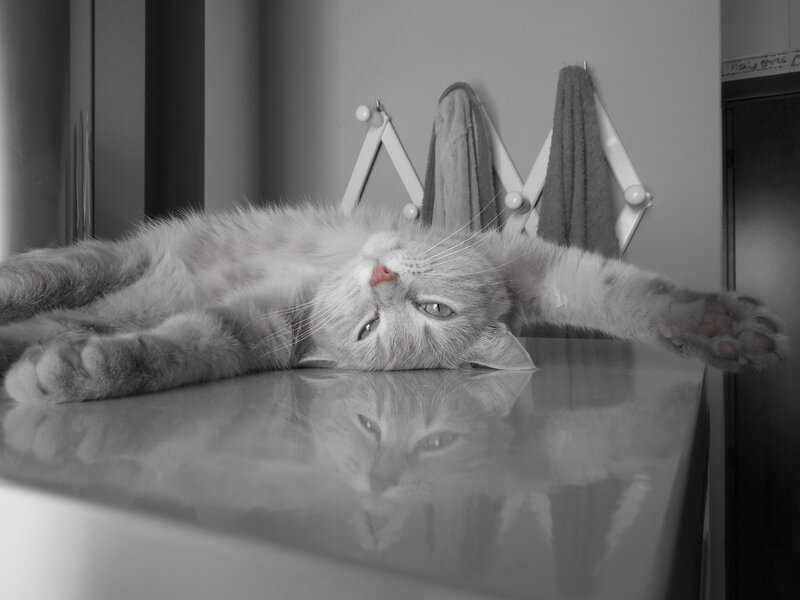 Gray Cat Lying Down — Calm, Photograph, Towel Rack