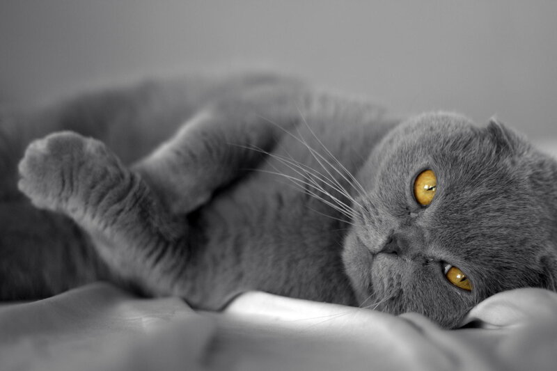 Gray Cat Lying Down — Calm, Photograph, Whiskers, Bed
