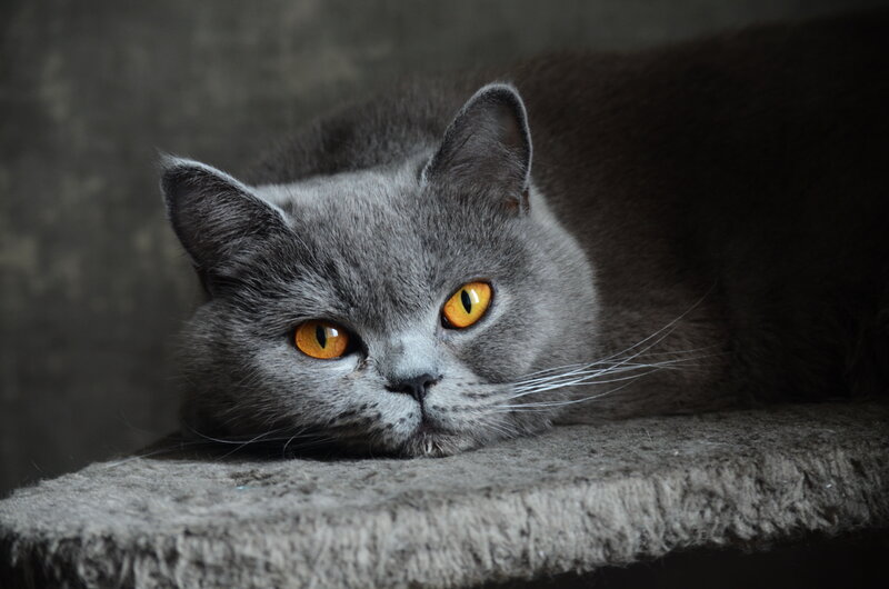 Gray Cat Lying Down — Calm, Photograph, Whiskers, Eyes