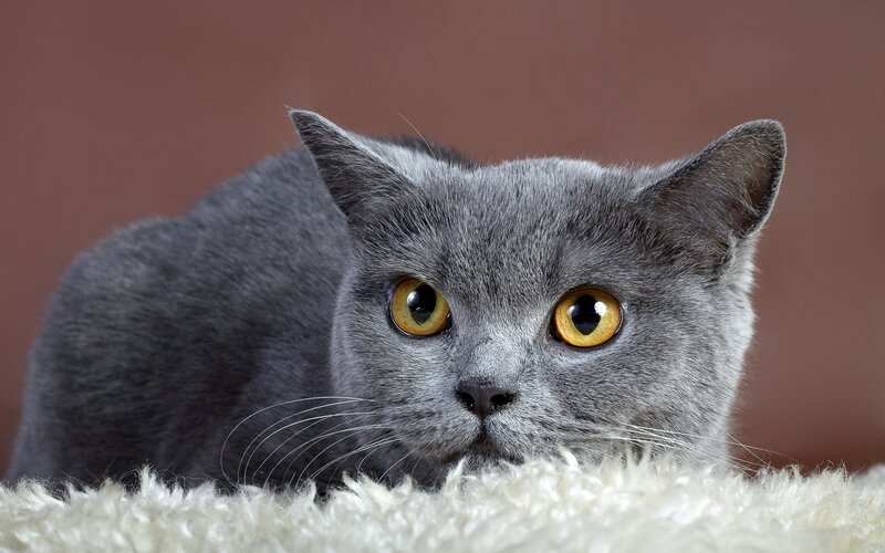 Gray Cat Lying Down — Calm, Photograph, Whiskers, Fluffy Rug