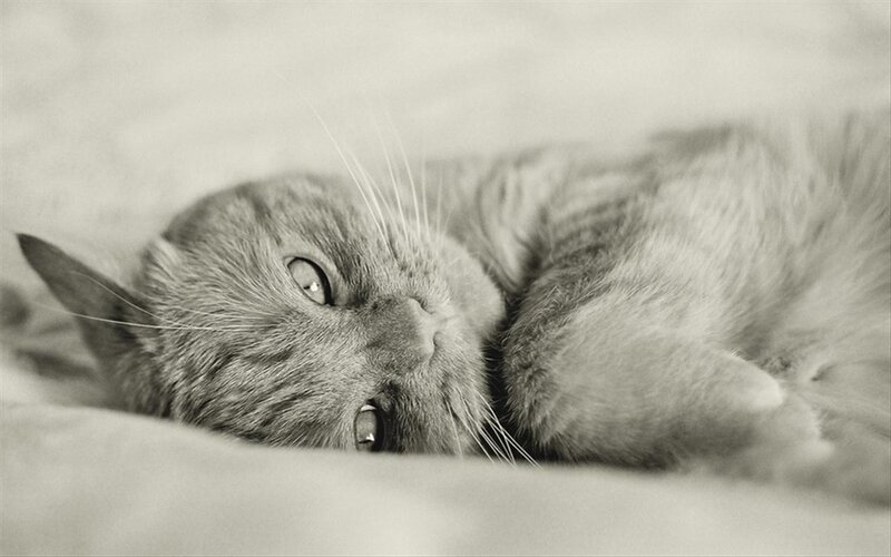 Gray Cat Lying Down — Calm, Photograph, Whiskers