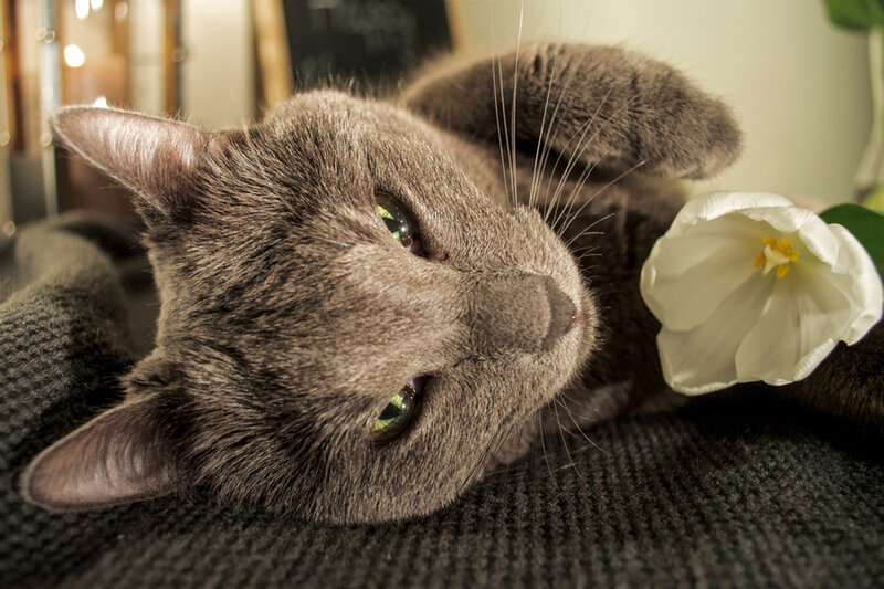Gray Cat Lying Down — Calm, Photograph, White Flower
