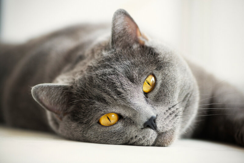 Gray Cat Lying Down — Calm, Photograph, Yellow Eyes