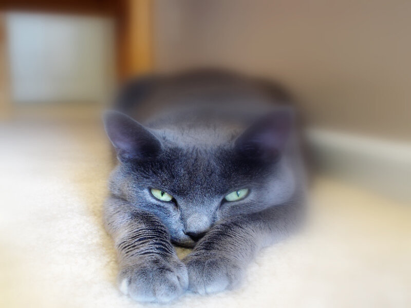 Gray Cat Lying Down — Calm