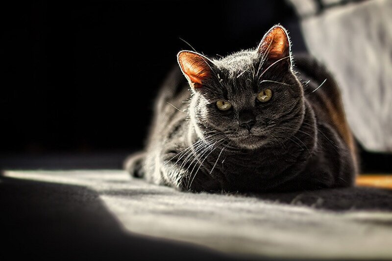 Gray Cat Lying Down — Dramatic, Afternoon