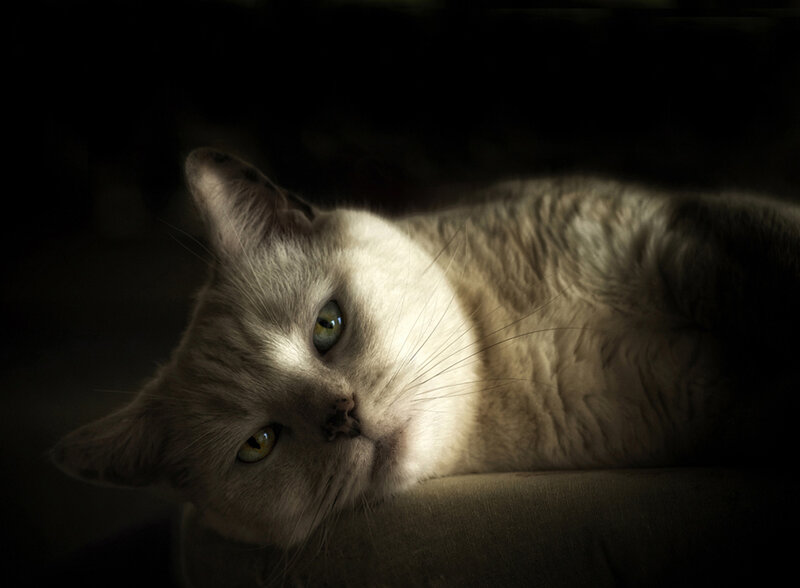 Gray Cat Lying Down — Dramatic