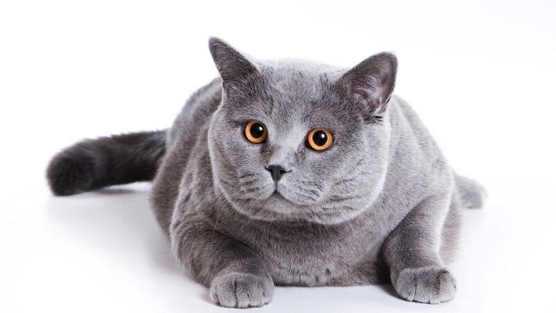 Gray Cat Lying Down — Neutral, Photograph