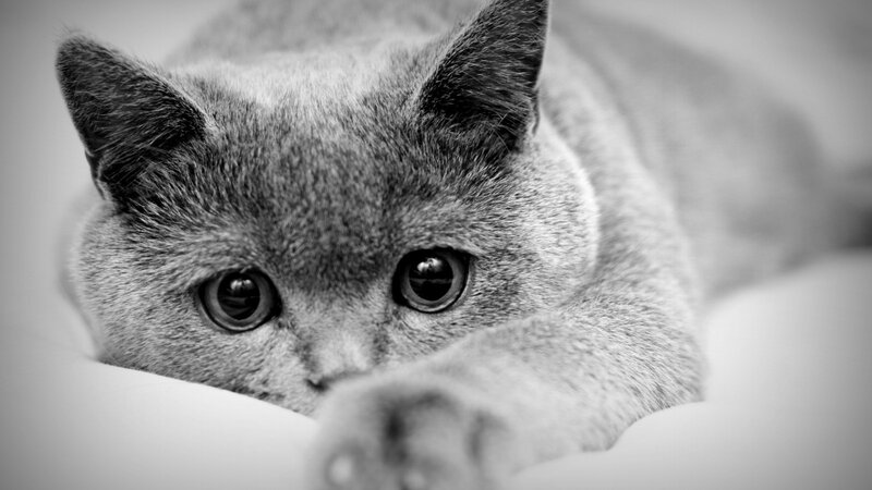 Gray Cat Lying Down — Paw