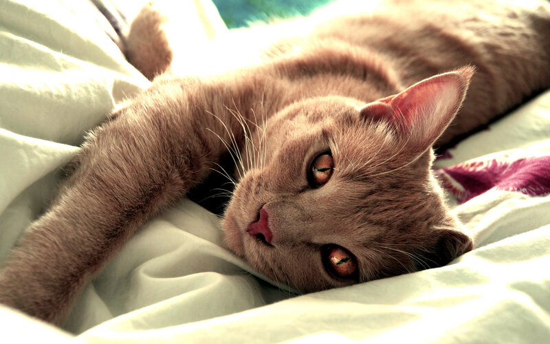 Gray Cat Lying Down — Relaxed, Afternoon, Photograph