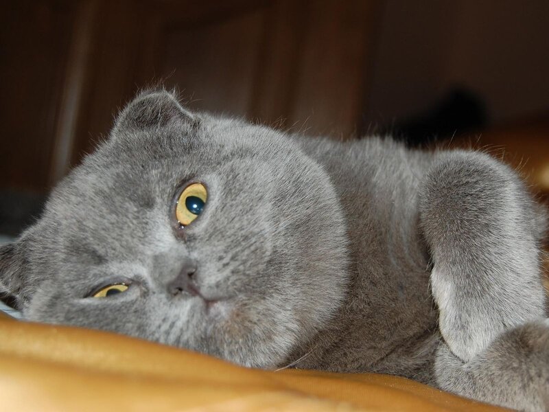 Gray Cat Lying Down — Relaxed, Photograph, Couch
