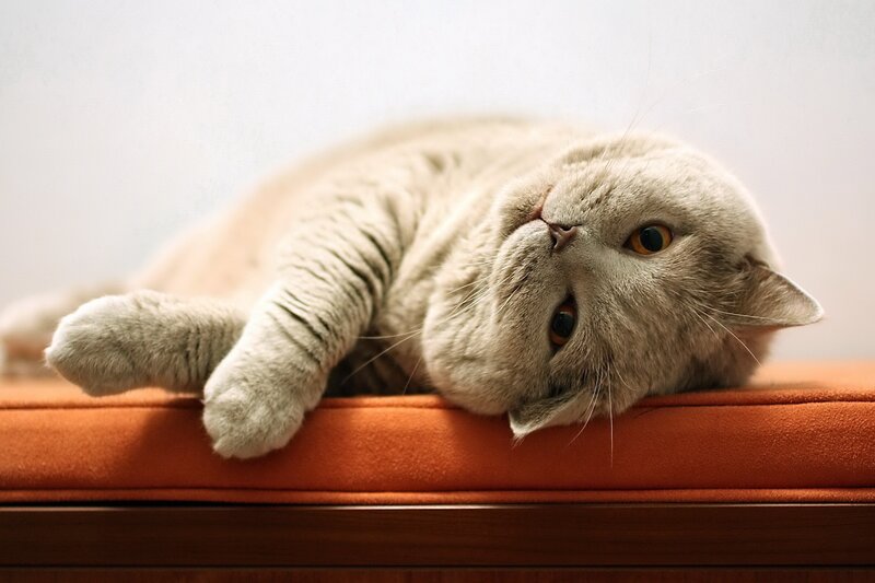 Gray Cat Lying Down — Relaxed, Photograph, Cushion, Wall, Orange, White