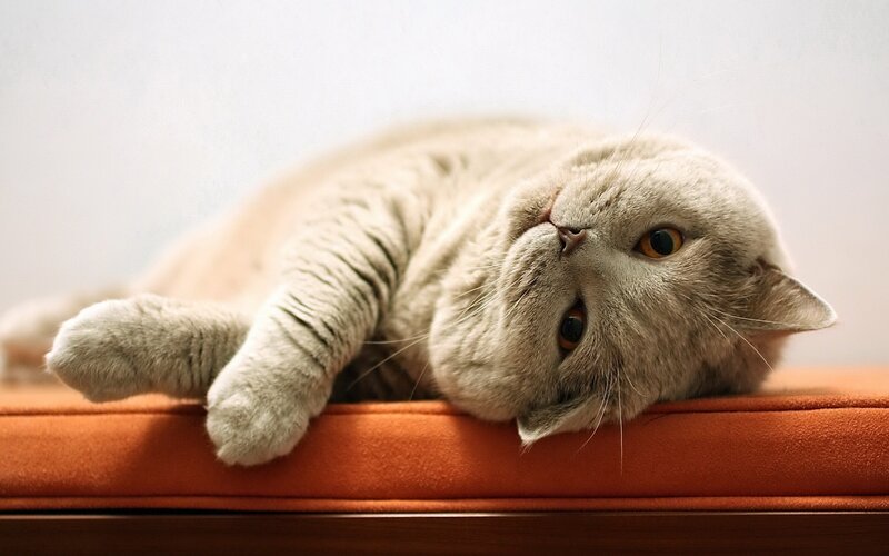 Gray Cat Lying Down — Relaxed, Photograph, Cushion, Wall