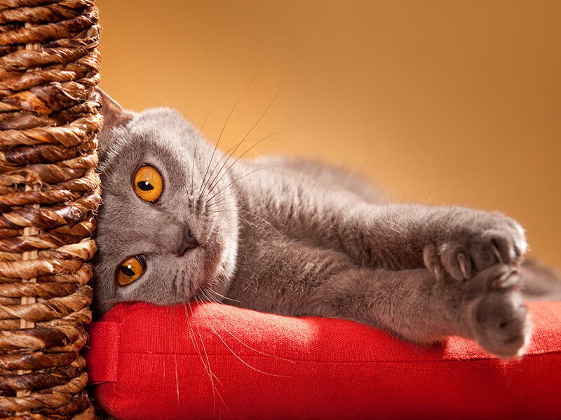 Gray Cat Lying Down — Relaxed, Photograph