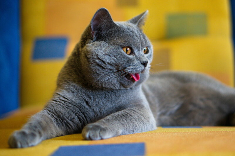 Gray Cat Lying Down — Relaxed, Photograph, Tongue