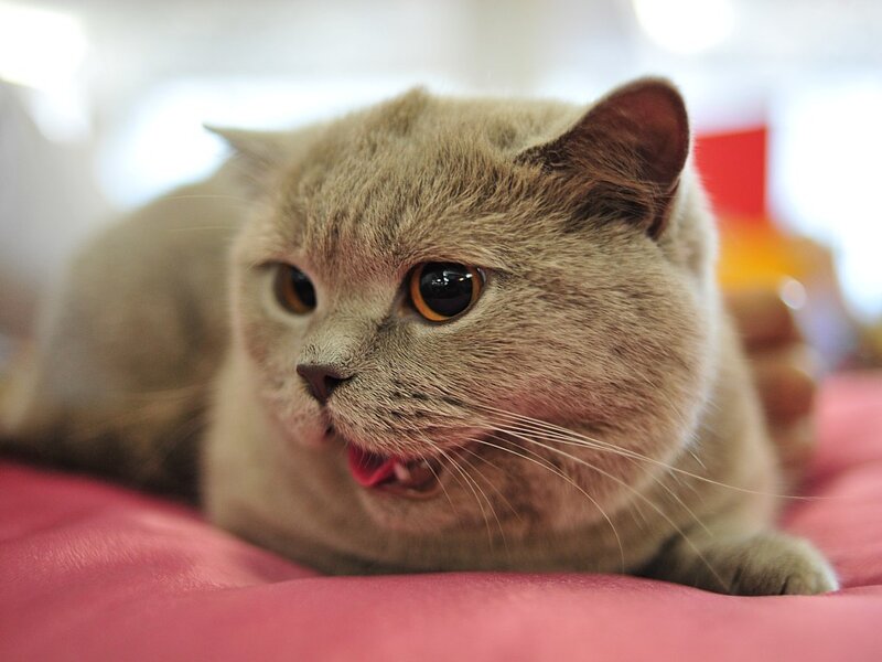Gray Cat Lying Down — Relaxed