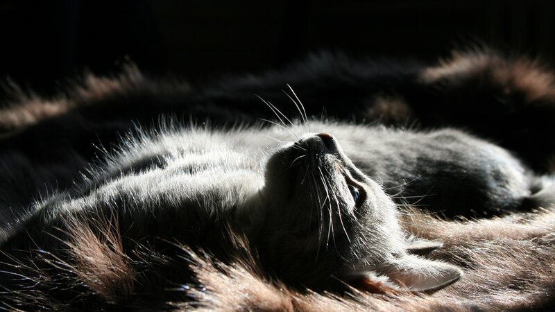 Gray Cat Lying Down — Serene, Afternoon