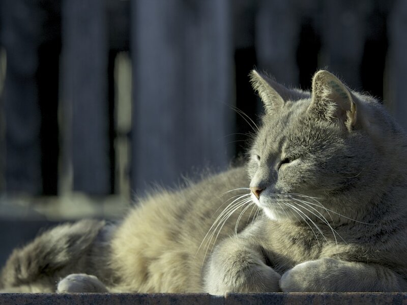Gray Cat Lying Down — Serene