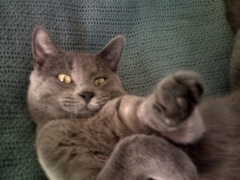 gray cat lying on back