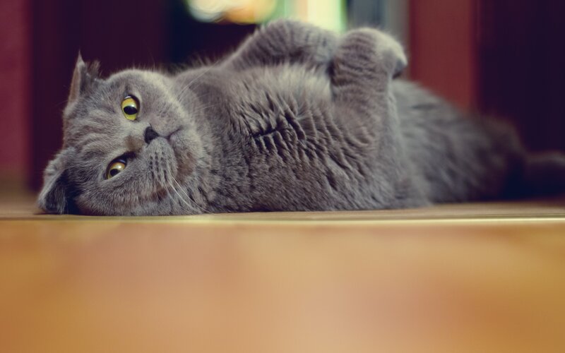 gray cat lying on back