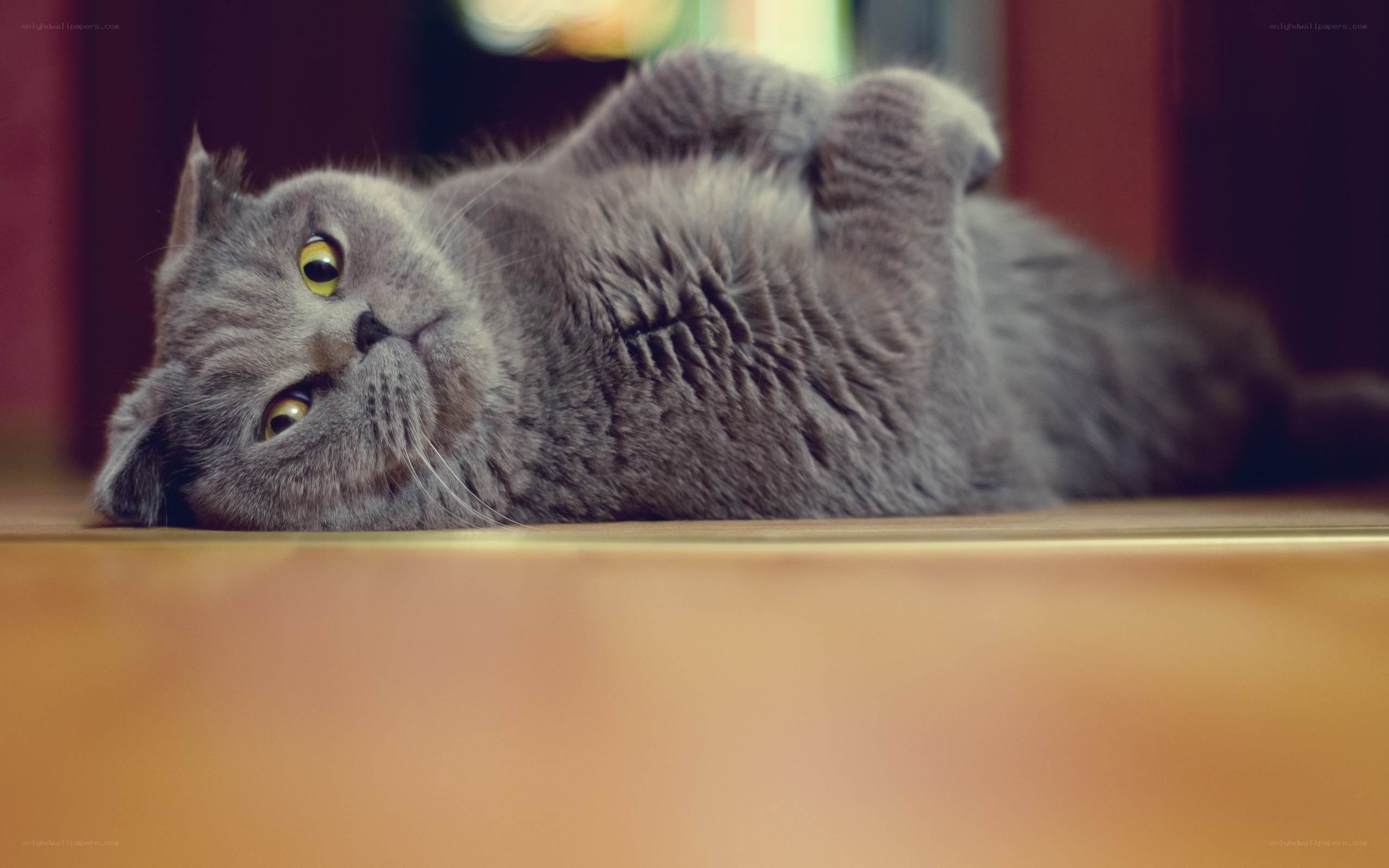 gray cat lying on back