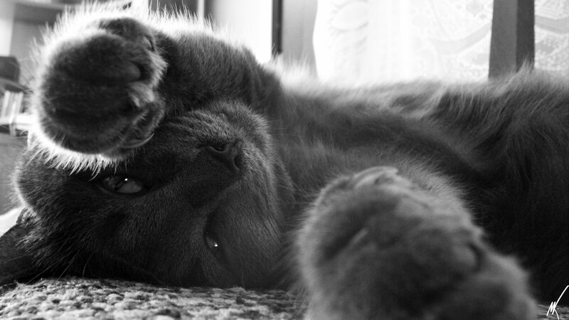 Gray Cat Lying on Back — Black