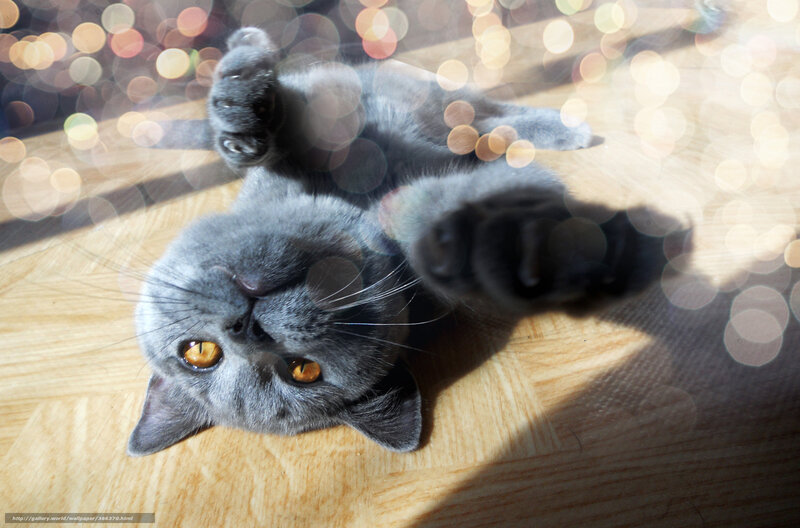 Gray Cat Lying on Back — Calm, Afternoon