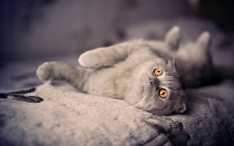 Gray Cat Lying on Back — Calm, Photograph, Bed