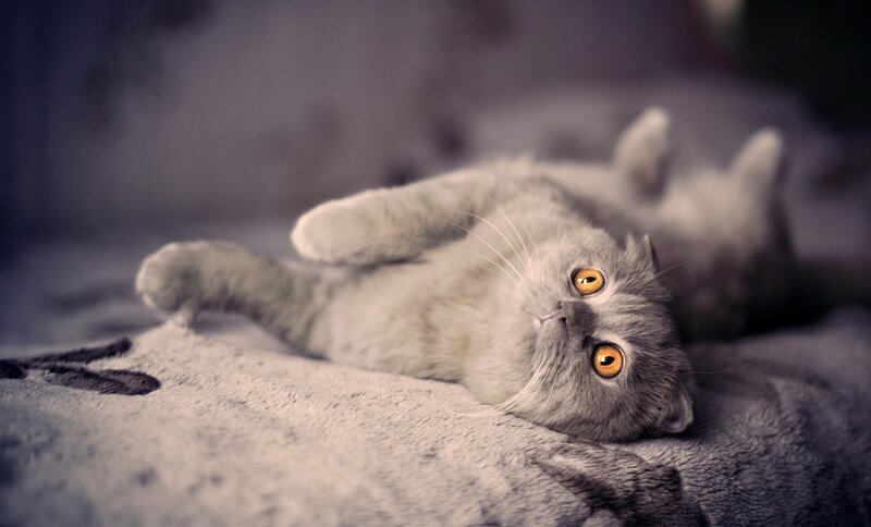 Gray Cat Lying on Back — Calm, Photograph, Bed, Whiskers