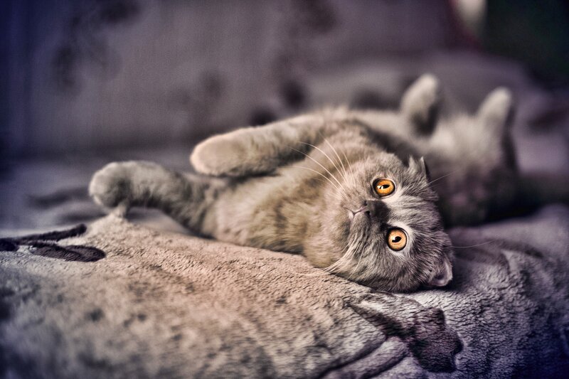 Gray Cat Lying on Back — Calm, Photograph, Blanket, Eyes, Brown