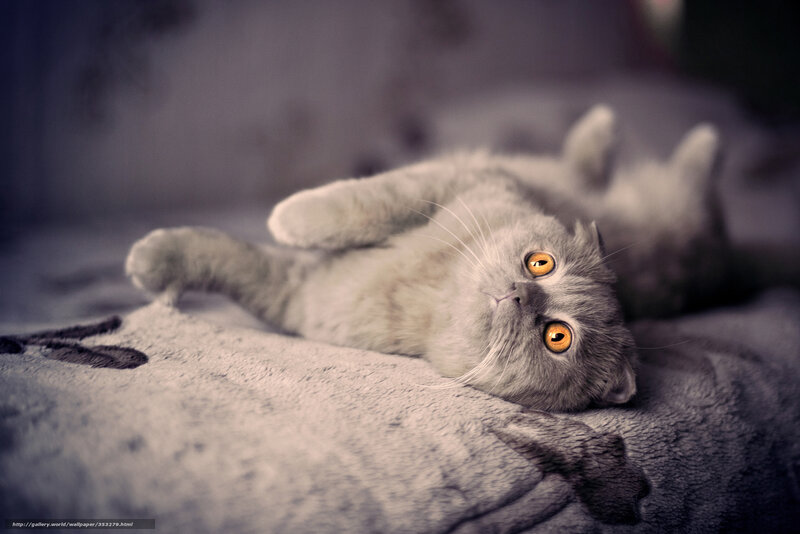 Gray Cat Lying on Back — Calm, Photograph, Blanket, Eyes