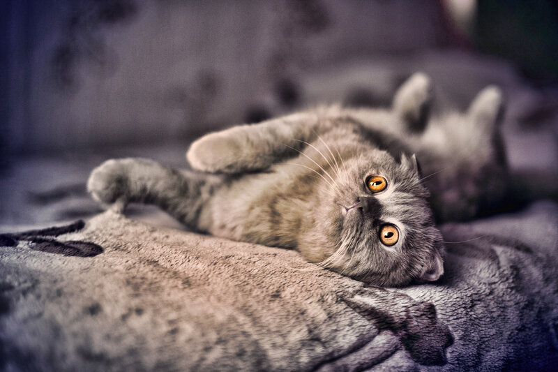 Gray Cat Lying on Back — Calm, Photograph, Blanket