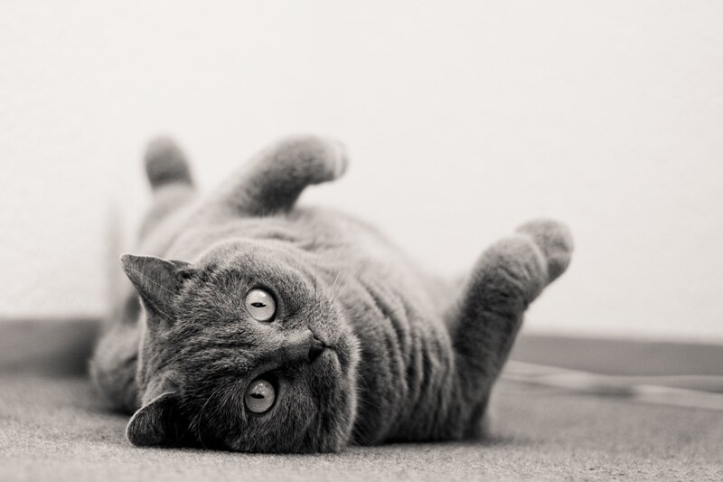 Gray Cat Lying on Back — Calm, Photograph, Carpet