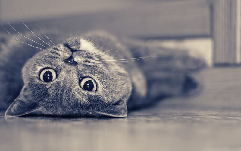 Gray Cat Lying on Back — Calm, Photograph, Floor