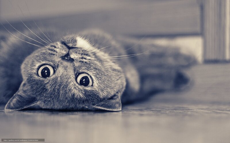 Gray Cat Lying on Back — Calm, Photograph, Floor, Whiskers